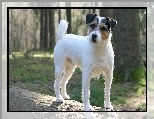 Parson Russell Terrier, Las